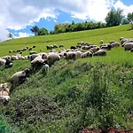 Malak Farma Kakanj