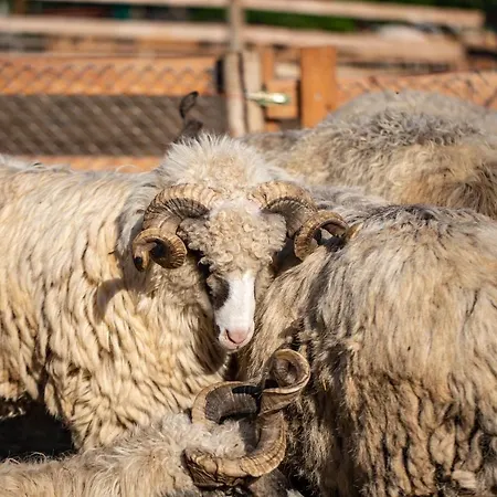 Сasa de vacaciones Malak Farma