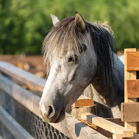 بيت للعطل Malak Farma