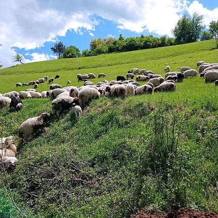 Malak Farma Kakanj